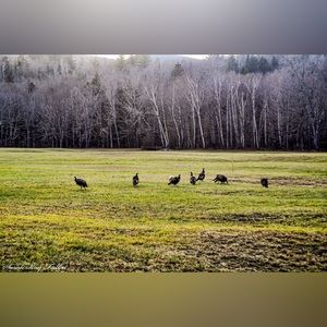 Fall photos captured by me